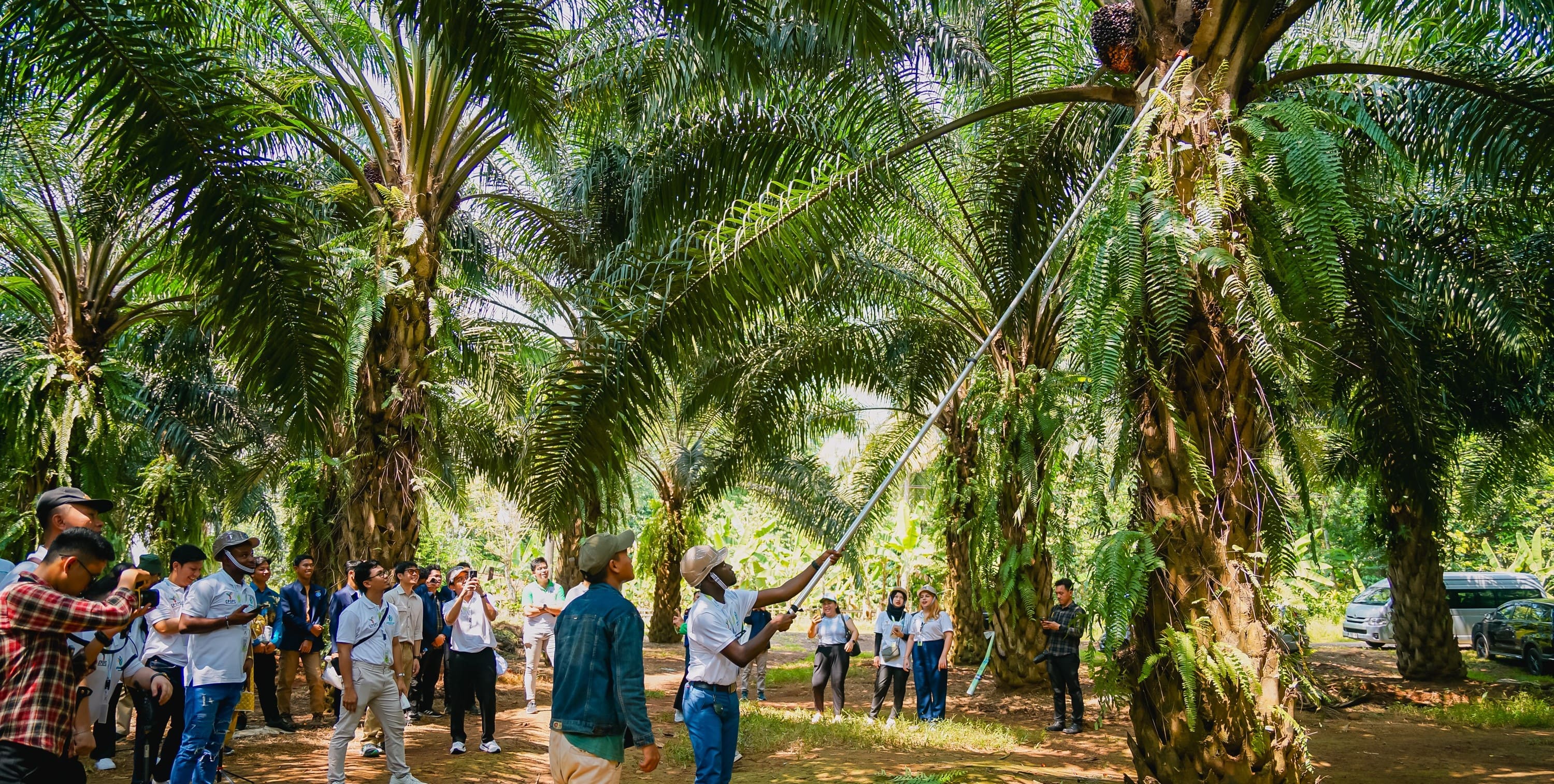 YoungElaeis - Banner